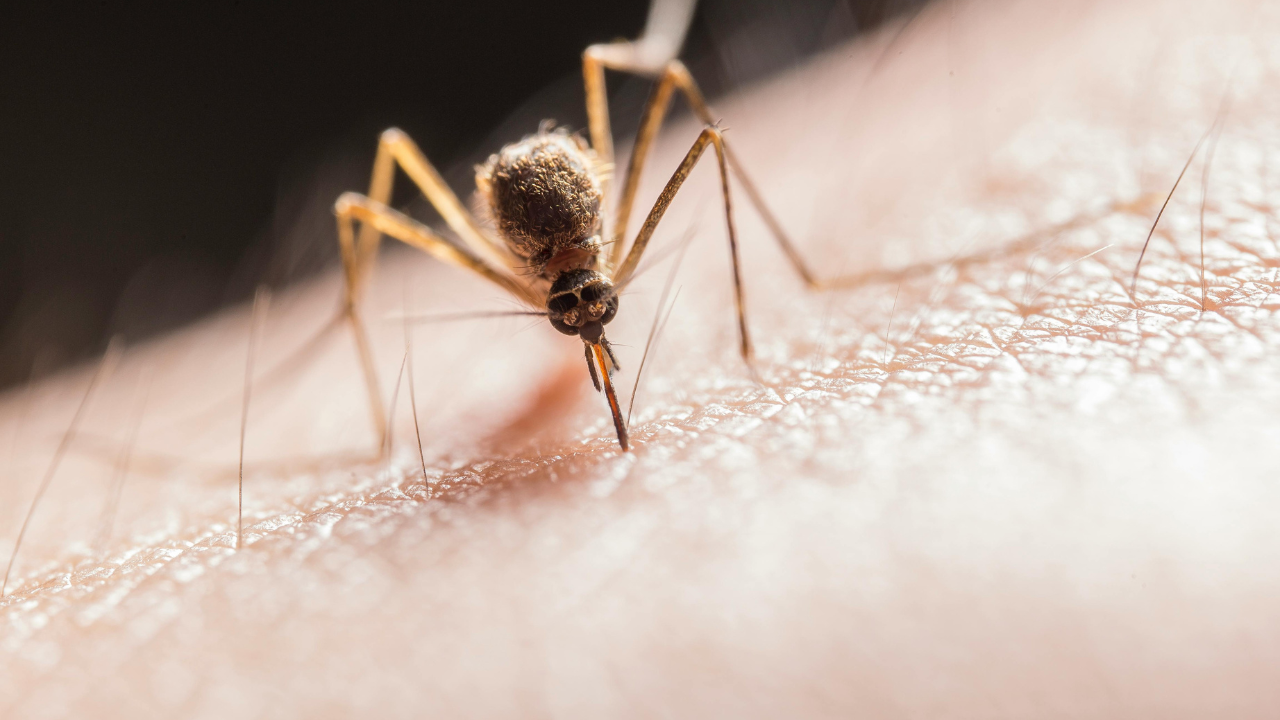 How to Stay Safe from Mosquito-Borne Diseases This Monsoon Season (Credits: Pexels) How to Stay Safe from Mosquito-Borne Diseases This Monsoon Season (Credits: Pexels)
