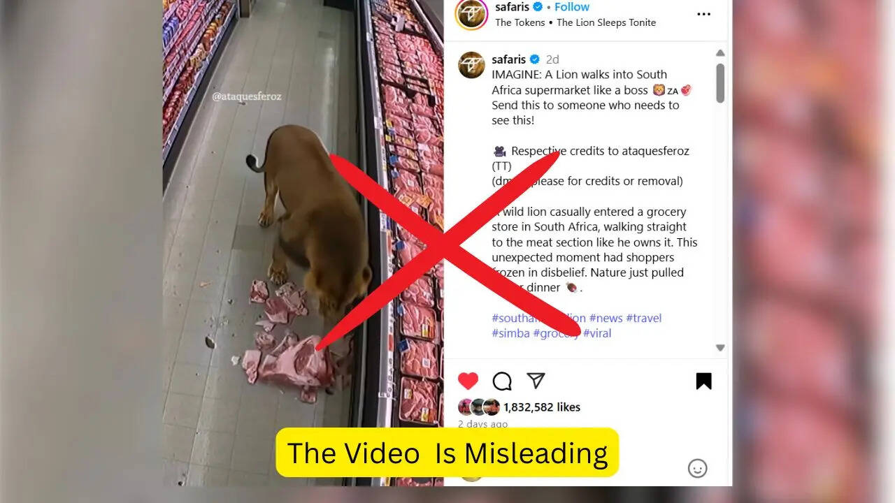 Did Lion Casually Walked Into Supermarket In South Africa? Did Lion Casually Walked Into Supermarket In South Africa?